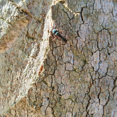 Rhytidoponera aspera (Greenhead ant) at Rangeville, QLD - 3 Sep 2024 by LyndalT