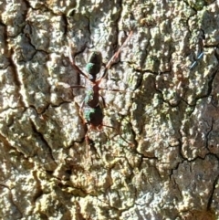Rhytidoponera aspera at Rangeville, QLD - 3 Sep 2024 09:01 AM