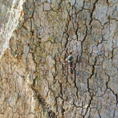 Rhytidoponera aspera at Rangeville, QLD - 3 Sep 2024 09:01 AM