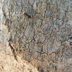 Rhytidoponera aspera at Rangeville, QLD - 3 Sep 2024 09:01 AM