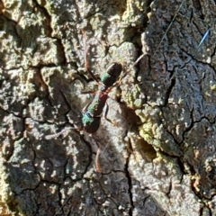 Rhytidoponera aspera at Rangeville, QLD - 3 Sep 2024 09:01 AM