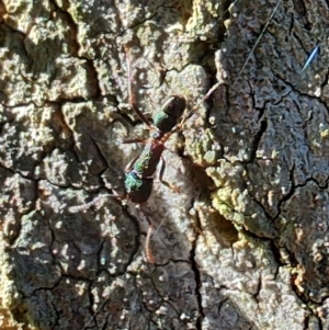 Rhytidoponera aspera at Rangeville, QLD - 3 Sep 2024 09:01 AM