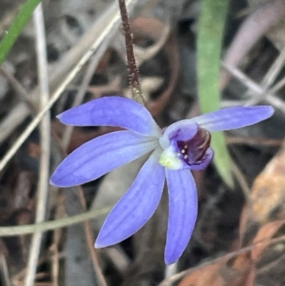 Cyanicula caerulea (Blue Fingers, Blue Fairies) at Bruce, ACT - 3 Sep 2024 by JVR