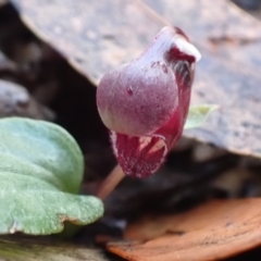 Corybas unguiculatus at Vincentia, NSW - 30 Jun 2024 by AnneG1