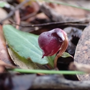 Corybas unguiculatus at Vincentia, NSW - 30 Jun 2024