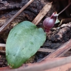 Corybas unguiculatus at Vincentia, NSW - 30 Jun 2024