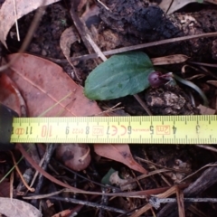 Corybas unguiculatus at Vincentia, NSW - 30 Jun 2024