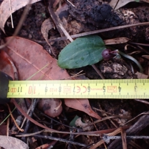 Corybas unguiculatus at Vincentia, NSW - suppressed