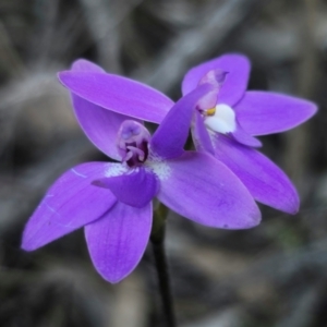 Glossodia major at Parkes, NSW - suppressed