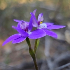 Glossodia major at Parkes, NSW - 3 Sep 2024