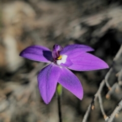 Glossodia major at Parkes, NSW - 3 Sep 2024