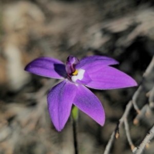 Glossodia major at Parkes, NSW - 3 Sep 2024