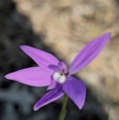 Glossodia major at Parkes, NSW - suppressed