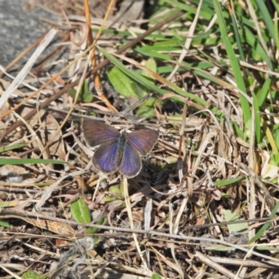 Zizina otis (Common Grass-Blue) at Chapman, ACT - 3 Sep 2024 by LineMarie