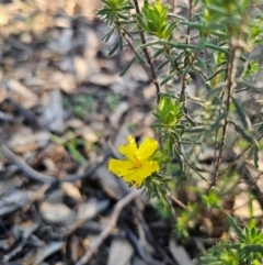 Hibbertia crinita at Parkes, NSW - 3 Sep 2024 by Csteele4