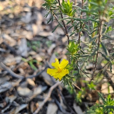 Hibbertia crinita at Parkes, NSW - 3 Sep 2024 by Csteele4