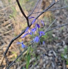 Stypandra glauca (Nodding Blue Lily) at Parkes, NSW - 3 Sep 2024 by Csteele4