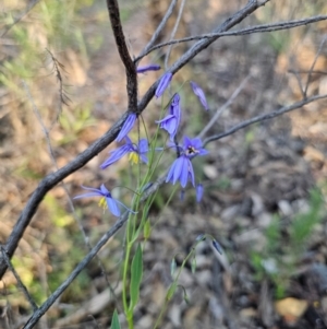 Stypandra glauca at Parkes, NSW - 3 Sep 2024