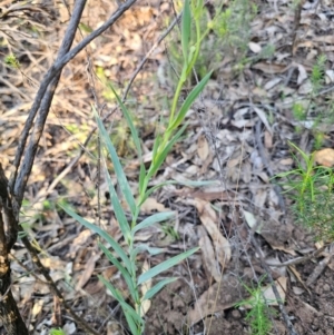 Stypandra glauca at Parkes, NSW - 3 Sep 2024