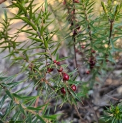 Melichrus erubescens (Ruby Urn Heath) at Parkes, NSW - 3 Sep 2024 by Csteele4