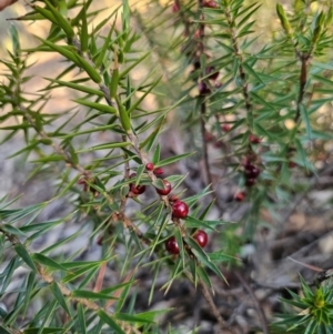 Melichrus erubescens at Parkes, NSW - 3 Sep 2024 04:51 PM