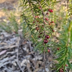 Melichrus erubescens at Parkes, NSW - 3 Sep 2024 04:51 PM