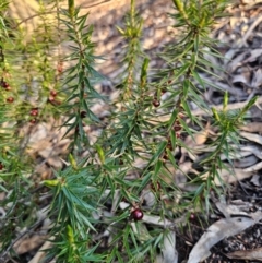 Melichrus erubescens at Parkes, NSW - 3 Sep 2024 04:51 PM