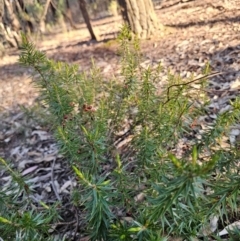 Melichrus erubescens at Parkes, NSW - 3 Sep 2024