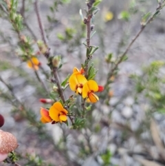 Eutaxia myrtifolia at Parkes, NSW - 3 Sep 2024 by Csteele4