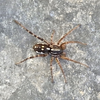 Nyssus coloripes (Spotted Ground Swift Spider) at Gundary, NSW - 3 Sep 2024 by trevorpreston