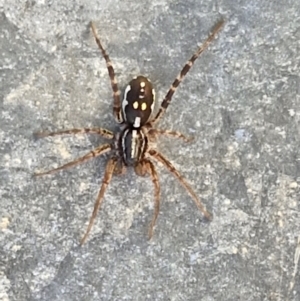 Nyssus coloripes at Gundary, NSW - 3 Sep 2024 04:54 PM