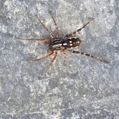 Nyssus coloripes at Gundary, NSW - 3 Sep 2024