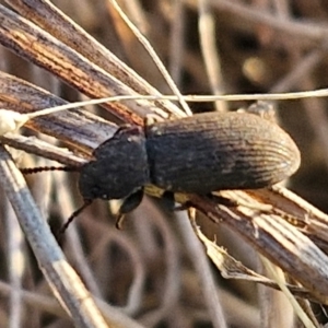 Isopteron sp. (genus) at Gundary, NSW - 3 Sep 2024