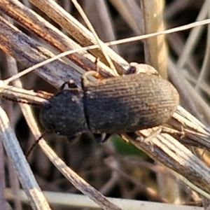 Isopteron sp. (genus) at Gundary, NSW - 3 Sep 2024 04:51 PM