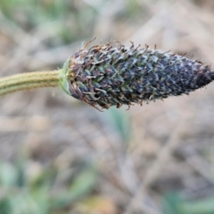 Plantago lanceolata at Gundary, NSW - 3 Sep 2024