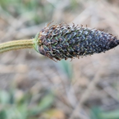 Plantago lanceolata (Ribwort Plantain, Lamb's Tongues) at Gundary, NSW - 3 Sep 2024 by trevorpreston