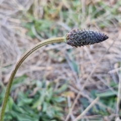 Plantago lanceolata at Gundary, NSW - 3 Sep 2024