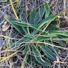 Plantago lanceolata at Gundary, NSW - 3 Sep 2024 04:48 PM