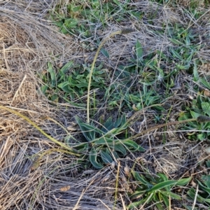 Plantago lanceolata at Gundary, NSW - 3 Sep 2024