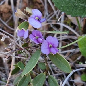 Hovea heterophylla at Gundary, NSW - 3 Sep 2024 04:44 PM