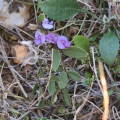 Hovea heterophylla at Gundary, NSW - 3 Sep 2024