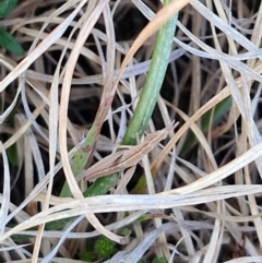 Keyacris scurra at Gundary, NSW - 3 Sep 2024