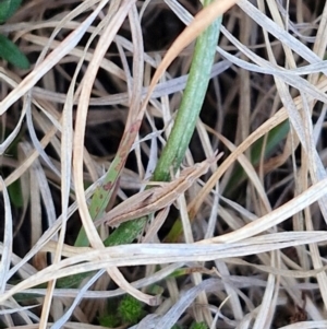 Keyacris scurra at Gundary, NSW - 3 Sep 2024