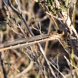 Austrolestes sp. (genus) at Gundary, NSW - 3 Sep 2024