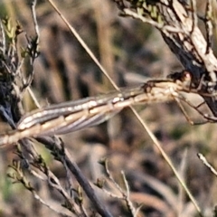 Austrolestes sp. (genus) at Gundary, NSW - 3 Sep 2024