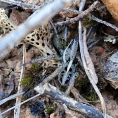 Unverified Wolf spider (Lycosidae) at Gundary, NSW - 3 Sep 2024 by trevorpreston