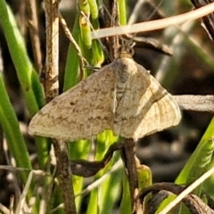 Scopula rubraria (Reddish Wave, Plantain Moth) at Gundary, NSW - 3 Sep 2024 by trevorpreston