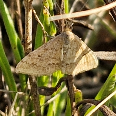 Scopula rubraria (Reddish Wave, Plantain Moth) at Gundary, NSW - 3 Sep 2024 by trevorpreston