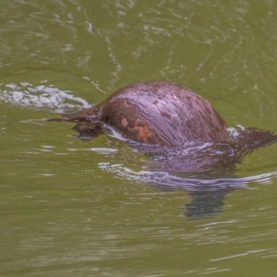 Ornithorhynchus anatinus (Platypus) at Broken River, QLD - 26 Jul 2024 by Petesteamer