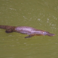 Ornithorhynchus anatinus at Broken River, QLD - 26 Jul 2024 11:08 AM